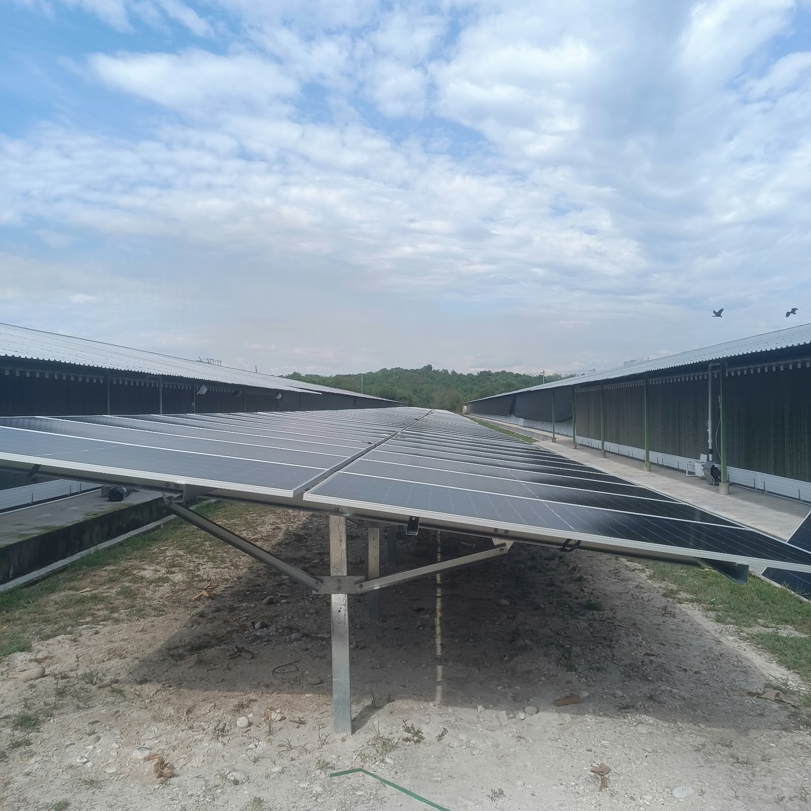 Paneles solares, AVSA Granja Jamaica
